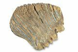 Fossil Woolly Mammoth Upper Molar - Siberia #292767-2